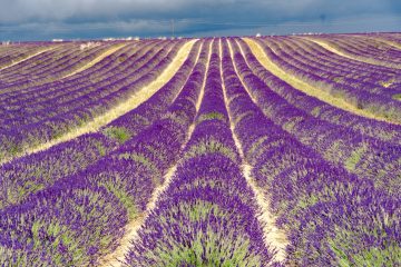 champs de lavande