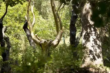 Forêt de broceliande que faire et visiter Le Top 10