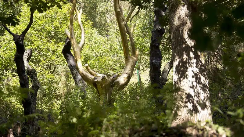 Forêt de broceliande que faire et visiter Le Top 10