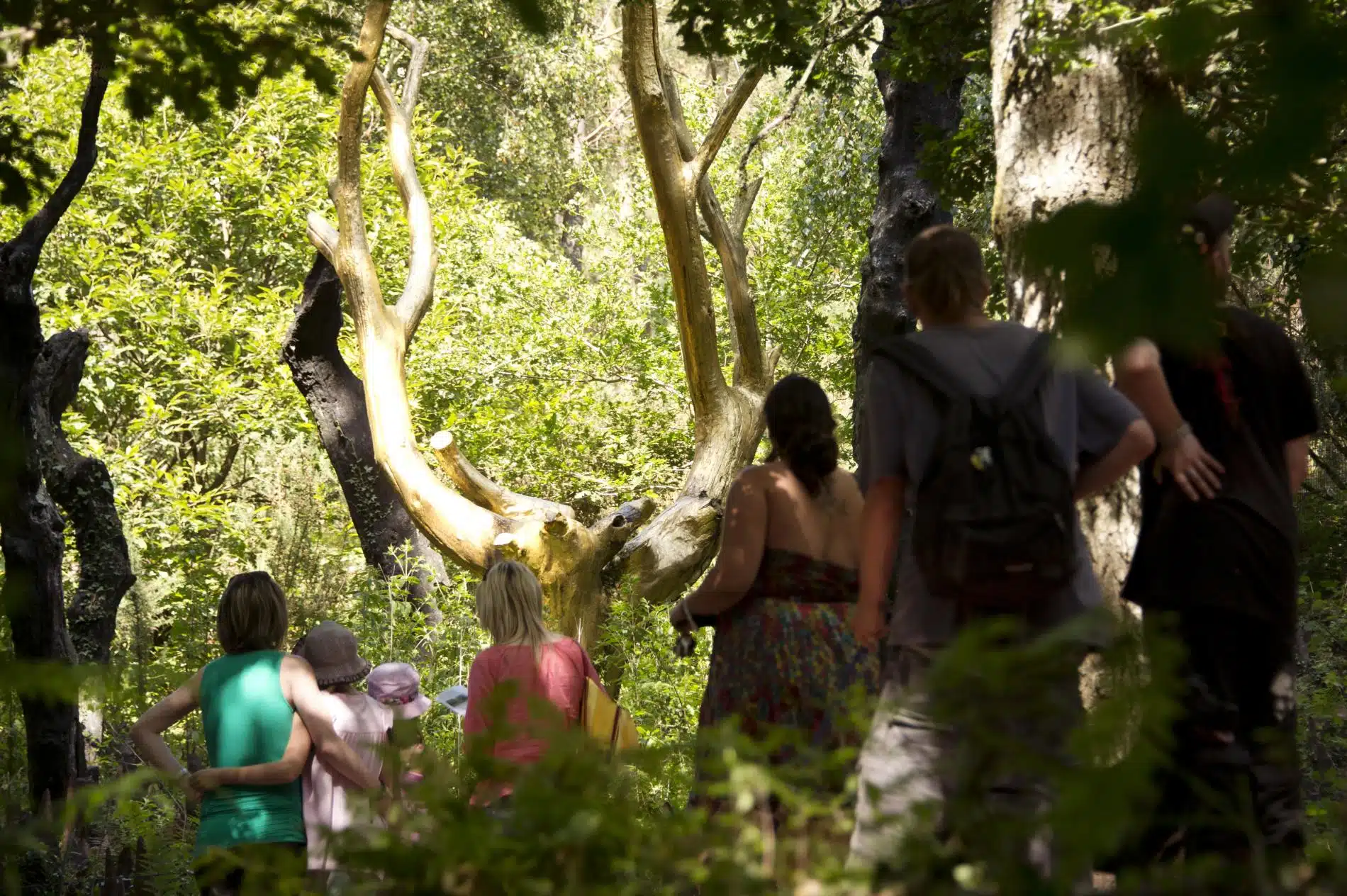 Forêt de broceliande que faire et visiter Le Top