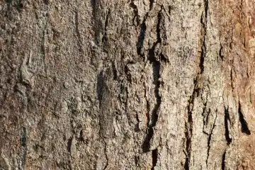 brown tree trunk in close up photography